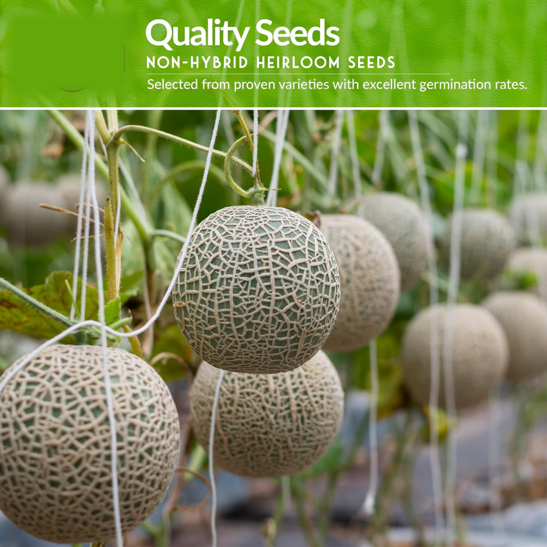 Fruit Seeds Combo Pack - (10 Pc / Set)