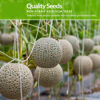 Fruit Seeds Combo Pack - (10 Pc / Set)